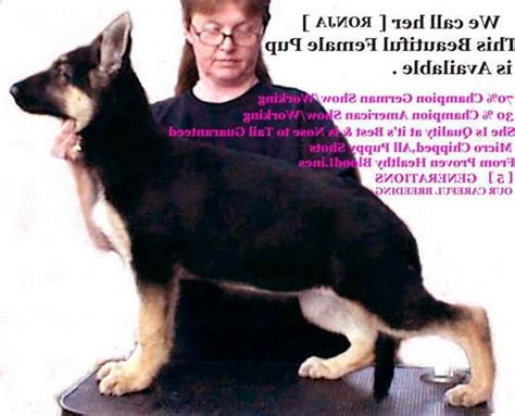 Other colors in a german shepherd for sale are solid black, white, sable, bicolor, blue, liver, and panda. German Shepherd Puppies For Sale In Northwest Indiana ...