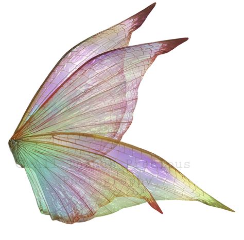 Wings Png Gothic Photography Insect Wings Fantasy Props Color