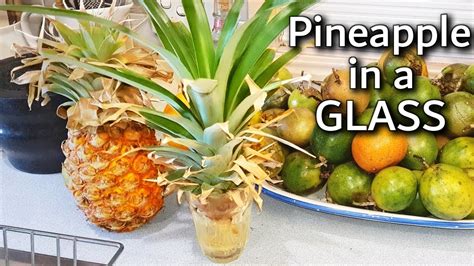 How To Grow A Pineapple Plant In A Glass Of Water Youtube