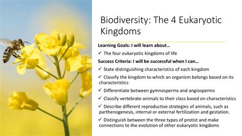 L3 Biodiversity 4 Eukaryotic Kingdoms 2021 A 3