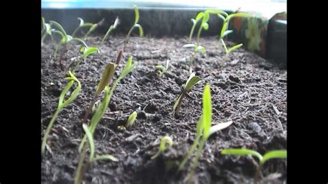 Time Lapse Film Of Cosmos Seeds Youtube