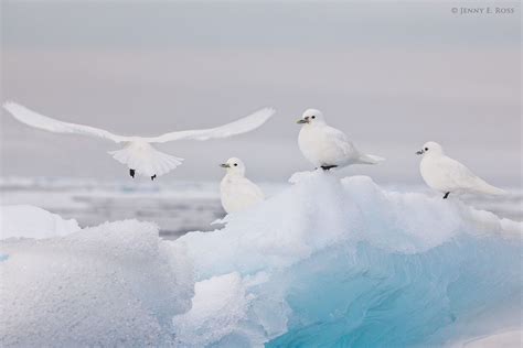 Arctic Birds Life On Thin Ice