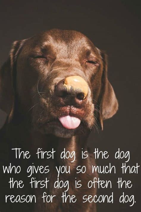 39 Dog Love Quotes For Instagram Images