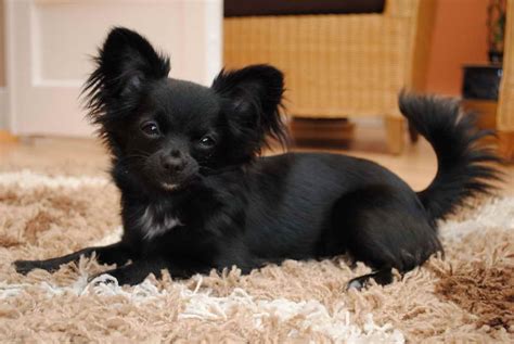 Black Long Haired Chihuahua Petsidi