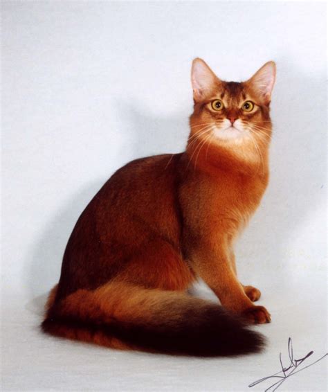 Somali Cat History Personality Appearance Health And