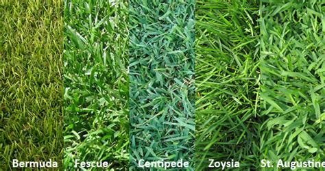 Types Of Grass Camerons Inc
