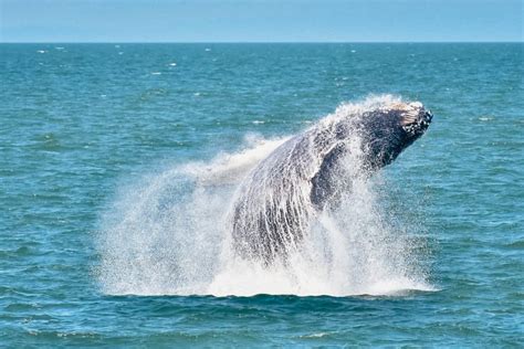 Vancouver Whale Watching Experience Prince Of Whales