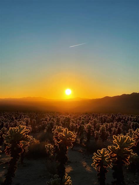 Sunrise At Cholla Cactus Garden Joshua Tree Np Campingandhiking