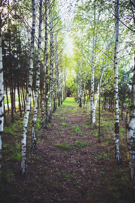 Birch forest · Free Stock Photo
