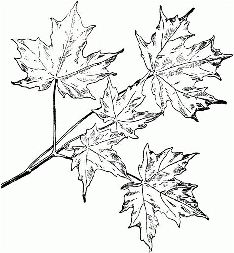 Sugar Maple Branchlet Coloring Page Colouringpages
