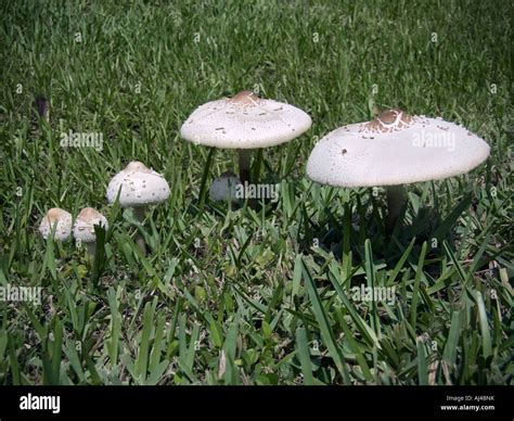 White Mushrooms Yard Lawn Grass Fungus Stock Photo Alamy