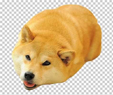A new crypto birthed by fans and members of the dogecoin online community. Shiba Inu Doges Dog - Get Images