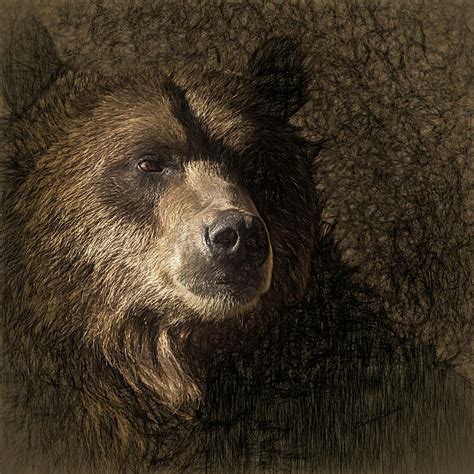 The Grizzly 3 Digital Art By Ernie Echols Fine Art America