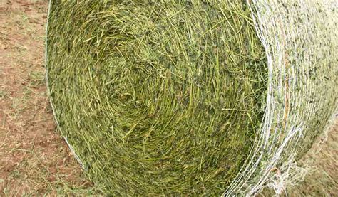 Take A Second Look At Your Hay Habit Farm And Dairy