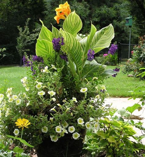 Best Container Gardening Ideas With Canna Lilies Flower Best