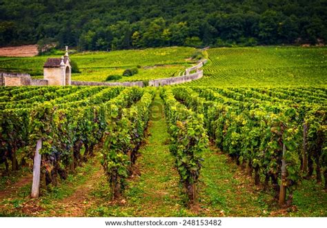 Chateau Vineyards Burgundy France Stock Photo Edit Now 248153482