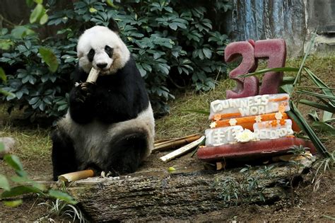 Worlds Oldest Panda In Captivity Dies In Hong Kong Abs Cbn News