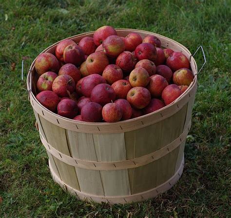 Bushel Of Apples Stock Photos Pictures And Royalty Free Images Istock
