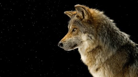 Wolf Wallpapers Animal Hq Wolf Pictures 4k Wallpapers 2019