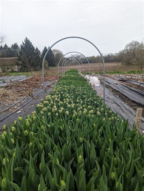 How To Protect Tulips From Voles — Three Acre Farm
