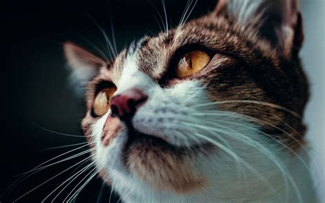 Download Wallpaper 3840x2400 Cat Glance Pet Animal Mustache 4k