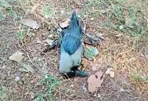 Bird Flu Alert In Rajasthan After Death Of Hundreds Of Crows