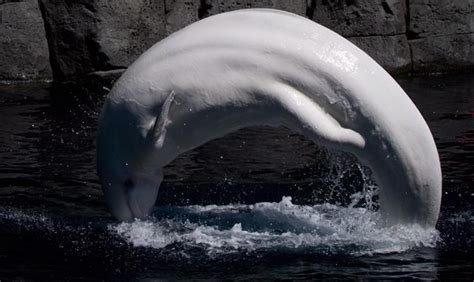No Cause Of Death Yet For Aquarium Belugas But Facility To Expand Its