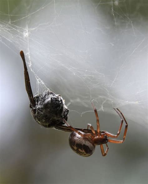 False Widow Spiders Mapped Sightings And Incidents On The Rise As