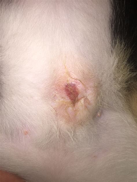 This will ensure that the spay incision is kept clean and dry after surgery and is less likely to become infected. Spaying And Neutering - What To Look For After Surgery ...