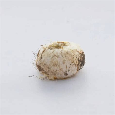 Allium Stipitatum Mount Everest Ail Dornement Blanc Mesarbustes Com