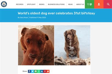 ギネス認定「世界最高齢犬」のボビ、ついに31歳の誕生日を迎える ネット「同い年だ」「人間で例えると186歳」 マイナビニュース
