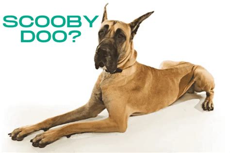 39 Great Dane Scooby Doo Breed Pic Codepromos