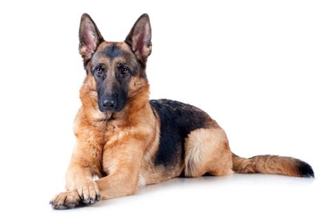 Are German Shepherds Good For First Time Dog Owners