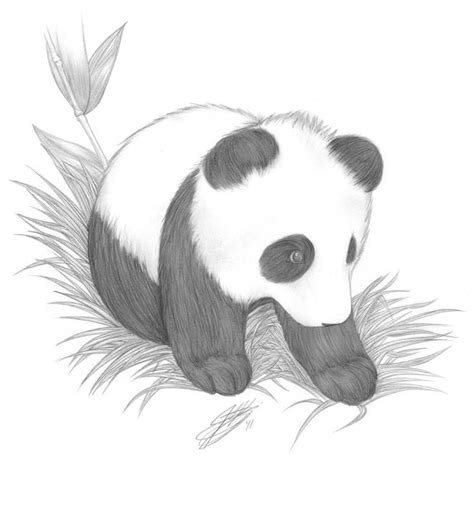 Drawn Baby Animal Baby Panda Pencil And In Color Drawn Baby