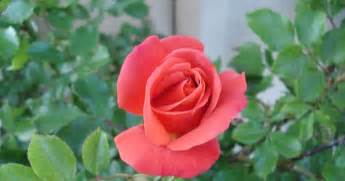Roseanne park (born 11 february 1997), better known by the mononym rosé (korean: Disneyland Rose bush