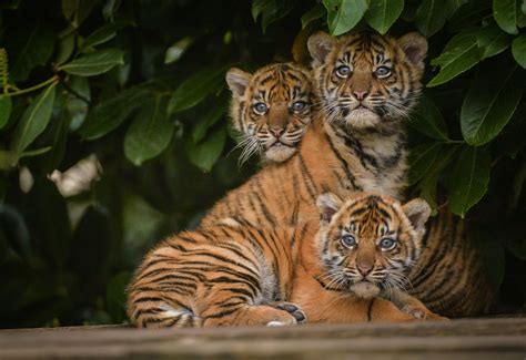 The 12 Week Old Sumatran Tiger Cubs At Chester Zoo Were Recently