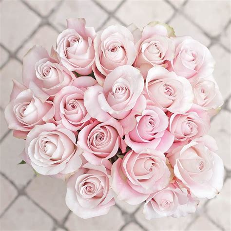 Light Pink Ecuadorian Rose Fresh Cut White And Pink Roses Rose
