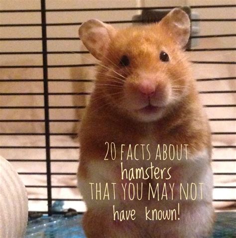 20 Interesting Facts About Hamsters That You May Not Know Artofit