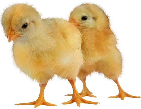 Baby Chickens Png Images For Create Picture Top 10 Wallpapers