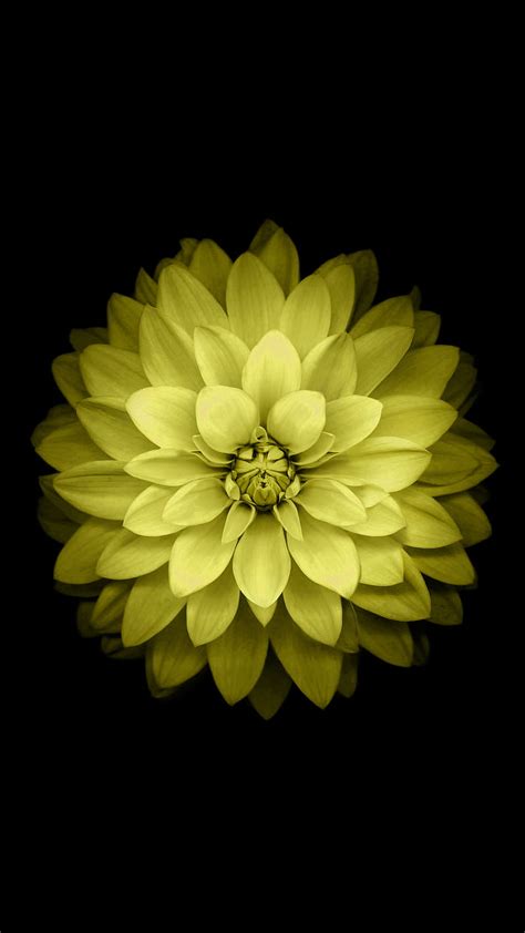 Black Background Simple Background Flowers Yellow Flower Hd Phone