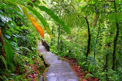 Rainforest Hiking Trail In Guadeloupe Stock Image Image Of Caribbean