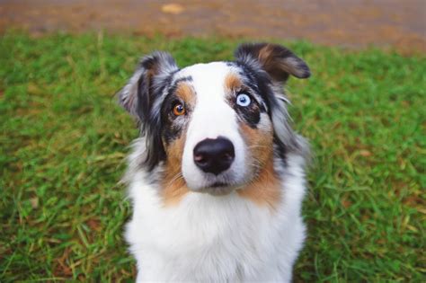 Portrait Of Australian Shepherd Dog With Different Eyes Color Stockfoto