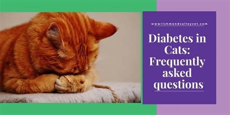 Diabetes In Cats Frequently Asked Questions Richmond Valley