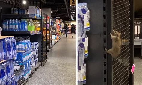 Horrifying Moment Aldi Shopper Spots A Gigantic Rat Climbing Up