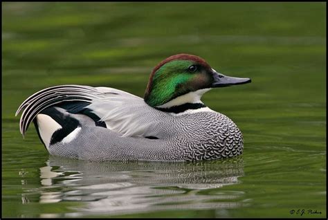 The Falcated Duck Or Falcated Teal Anas Falcata Is A Gadwall Sized