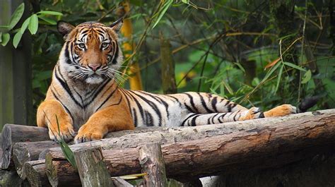 Malayan Tiger 11 Facts About Malaysias National Animal