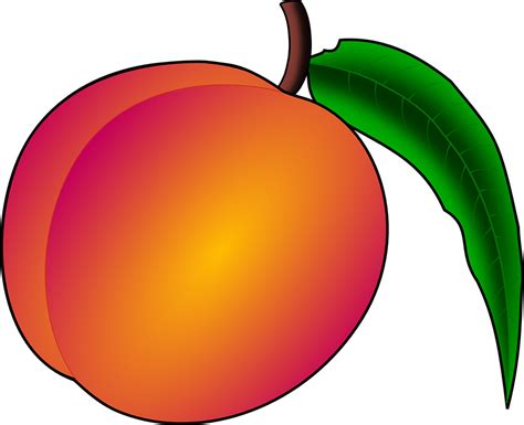 Pêche Fruit Nectarine Images Vectorielles Gratuites Sur Pixabay