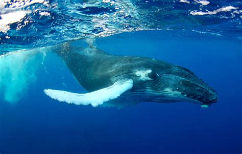 Andrew woodburn's underwater photography of humpback whales off tonga , a chain of islands in the south pacific. Fascinating Humpback Whale Facts