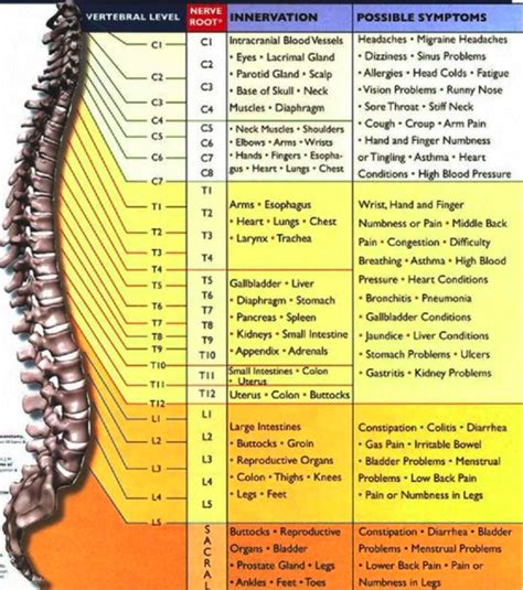 chiropractic chart of spine