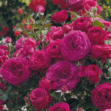 Celestial Night Floribunda Rose New Offerings Edmunds Roses